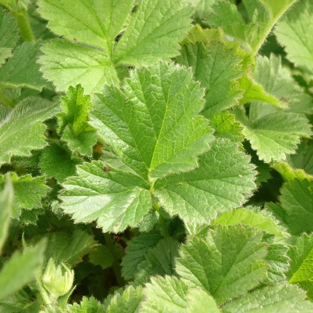 Geum Coral Tempest - Benoîte hybride