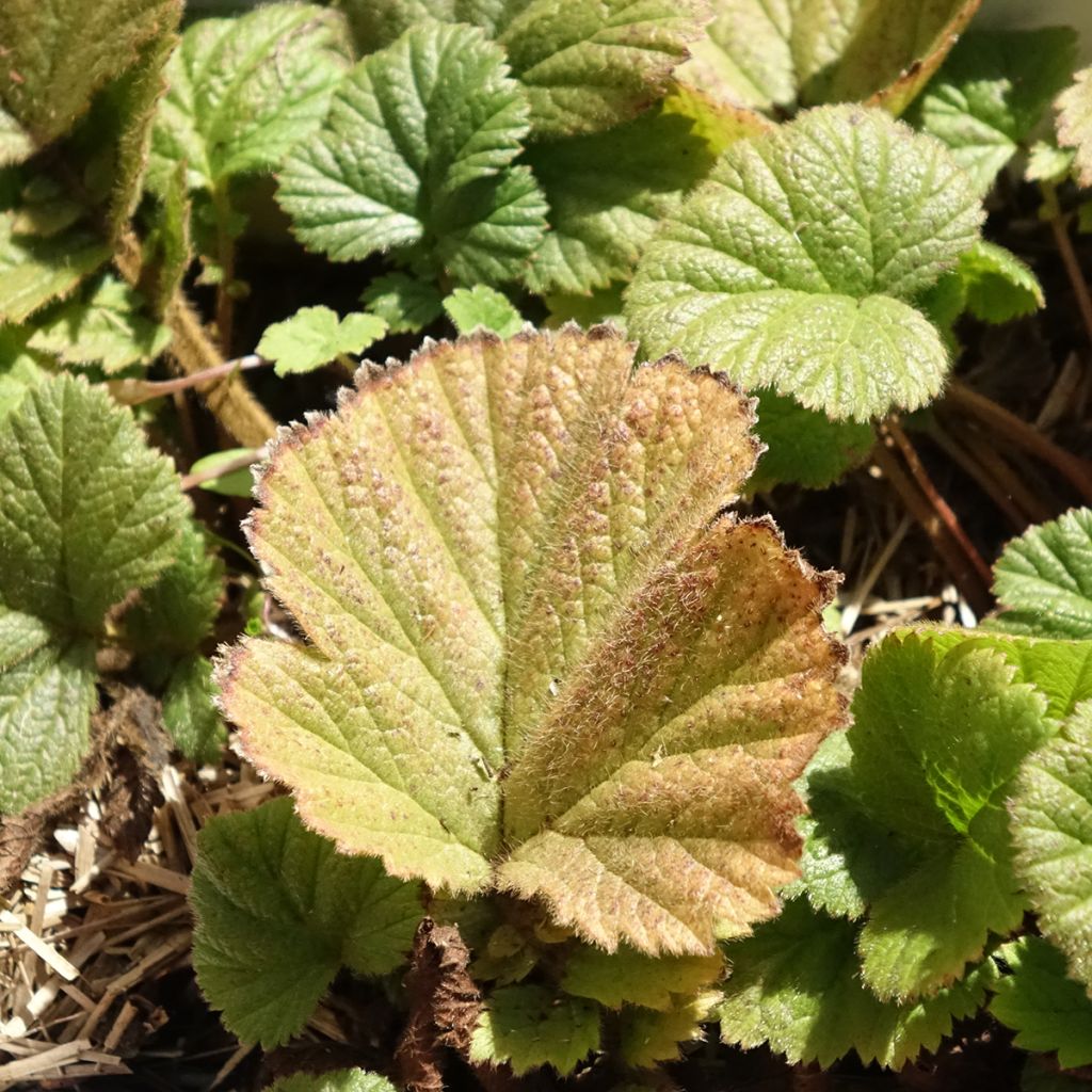 Geum Orange Pumpkin - Benoîte