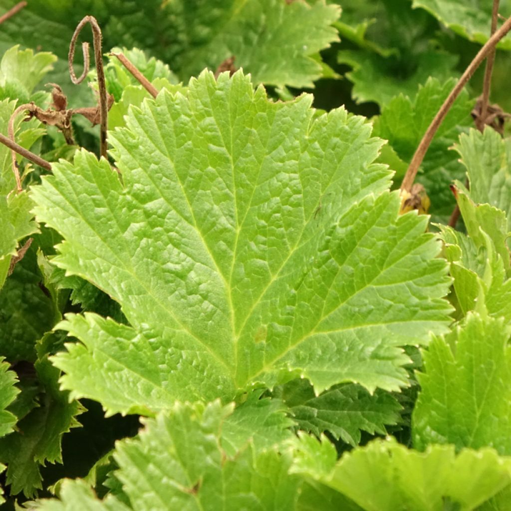 Geum Pretticoats Peach - Benoîte 