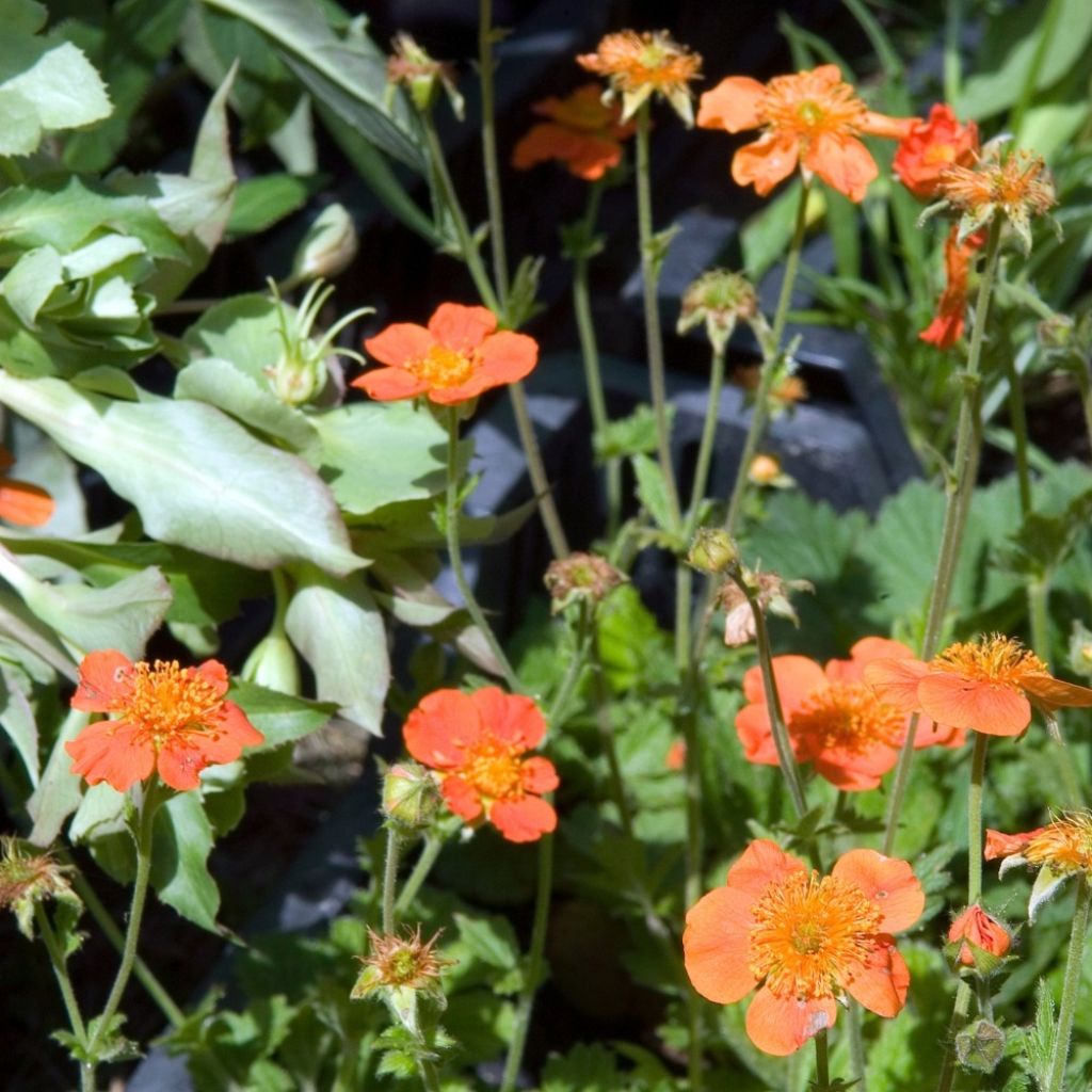 Geum coccineum Borisii - Benoîte orange