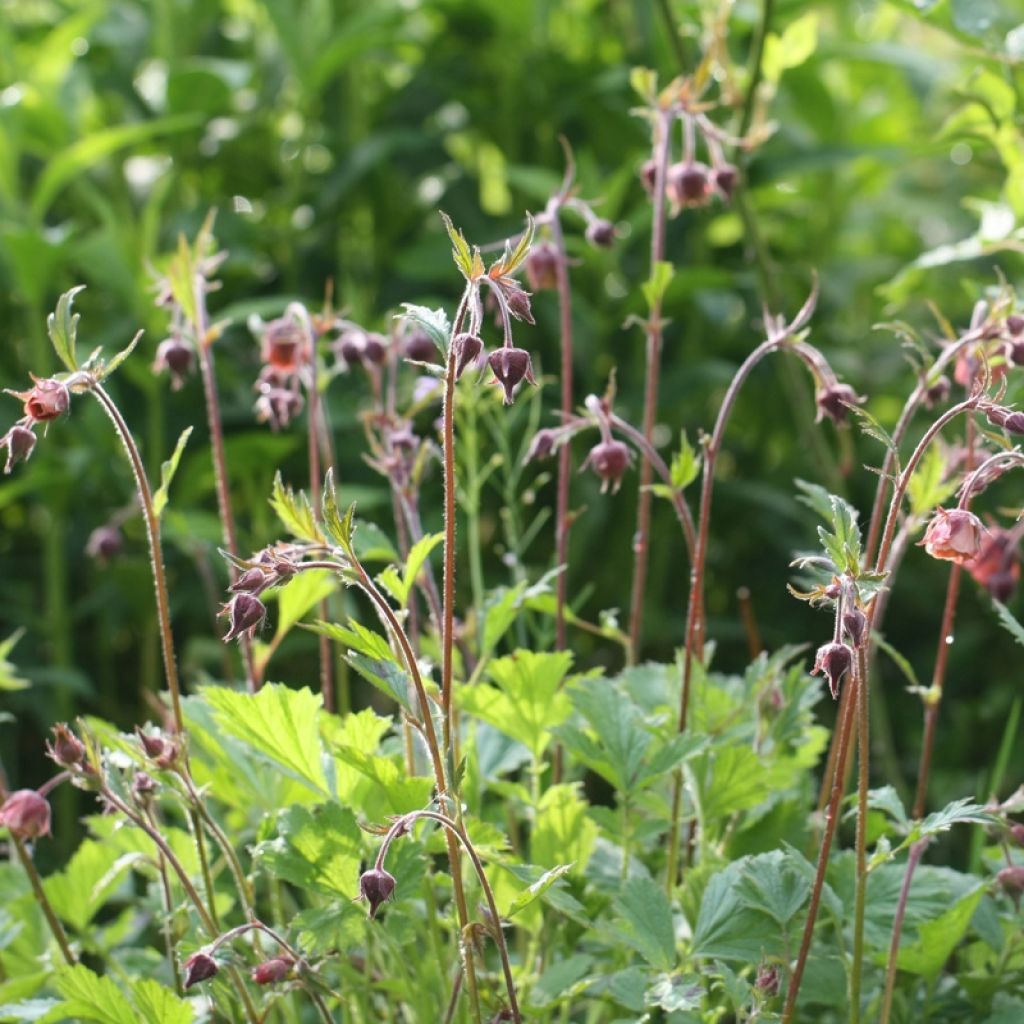 Geum rivale Leonard's Variety - Benoîte des Rives