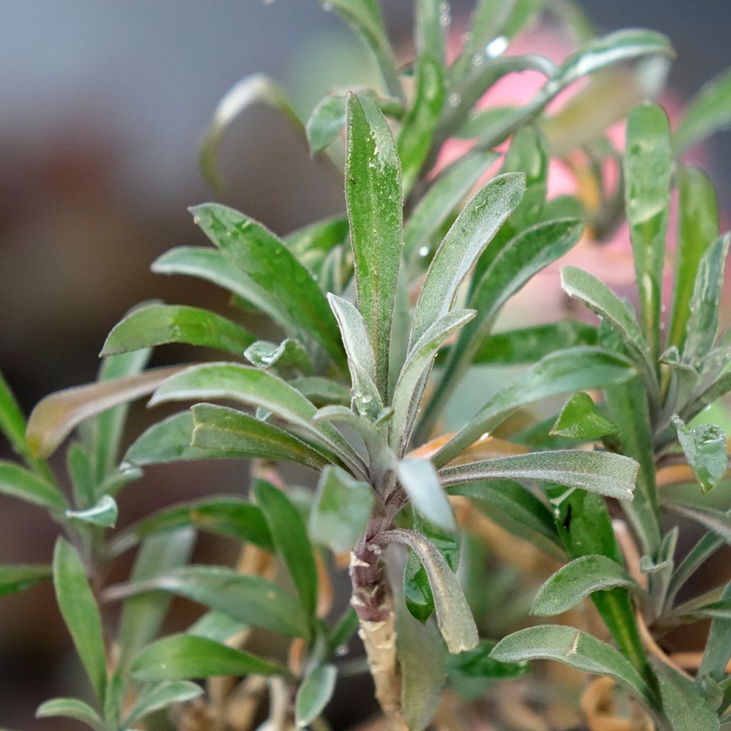 Giroflée vivace - Erysimum Colour Vibe Red