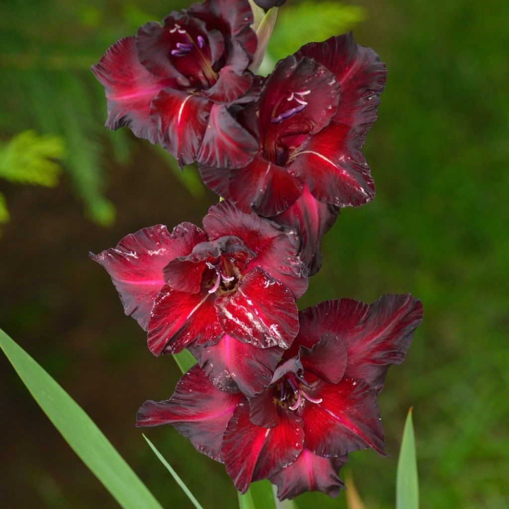 Glaïeul ou Gladiolus Black Surprise
