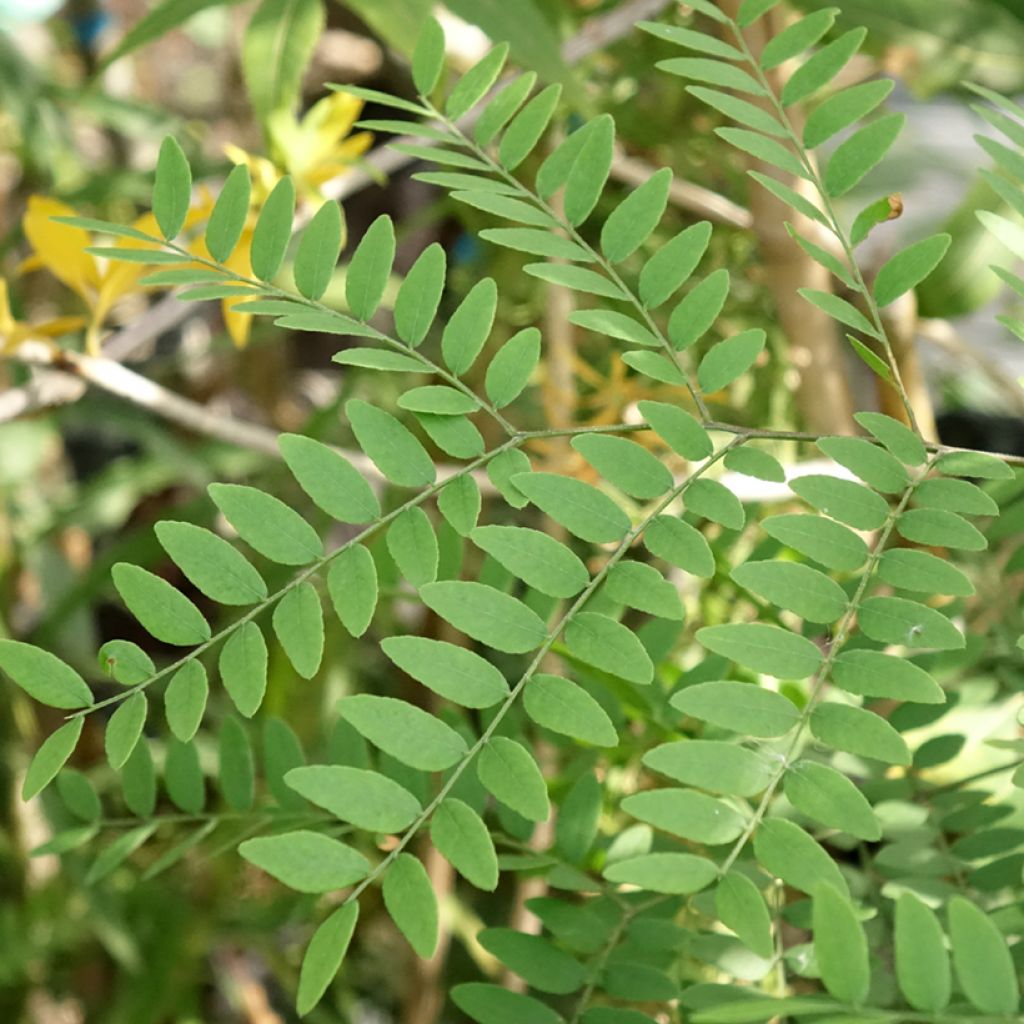 Gleditsia triacanthos Goofy - Févier d'Amérique