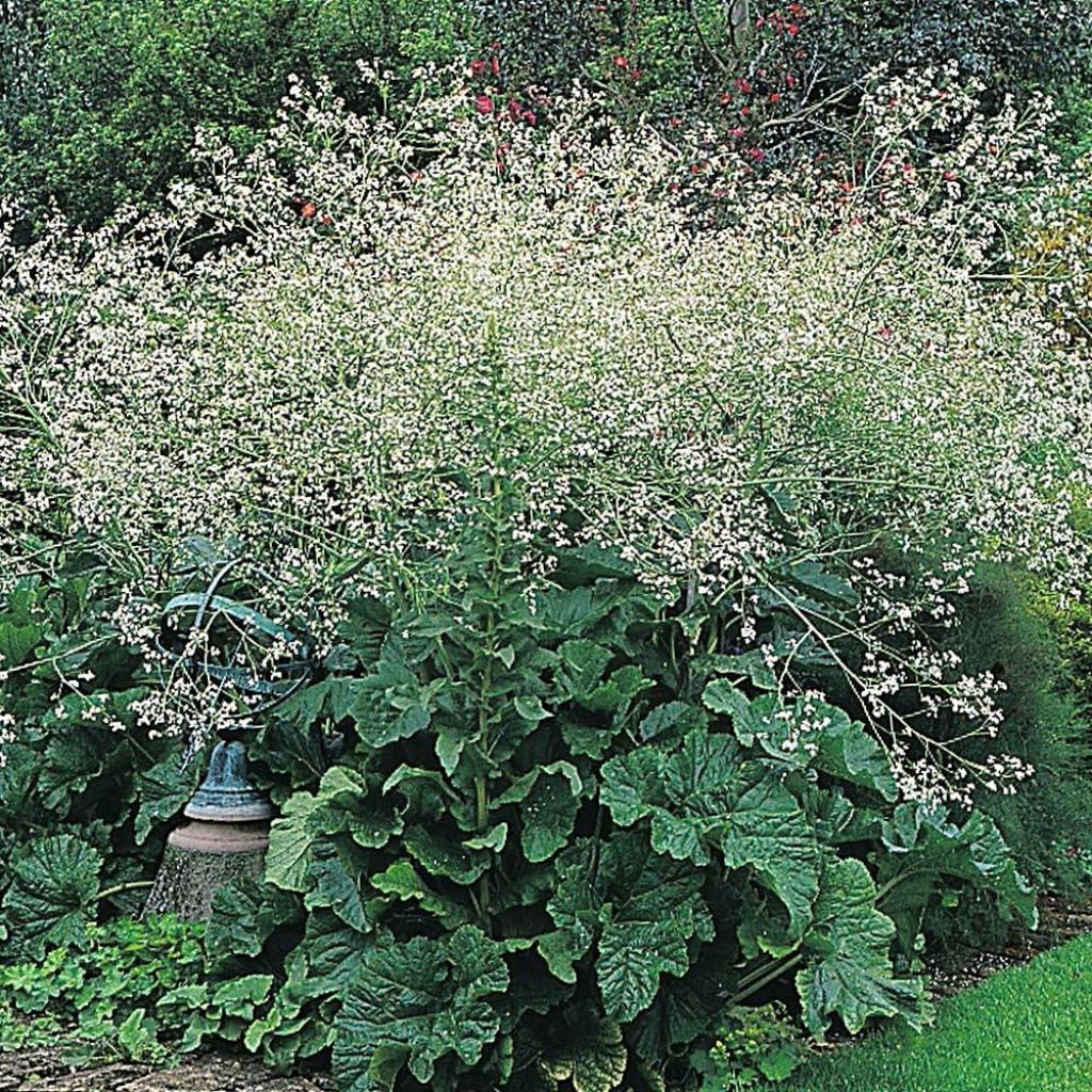 Graines de Crambe cordifolia - Chou nuage blanc
