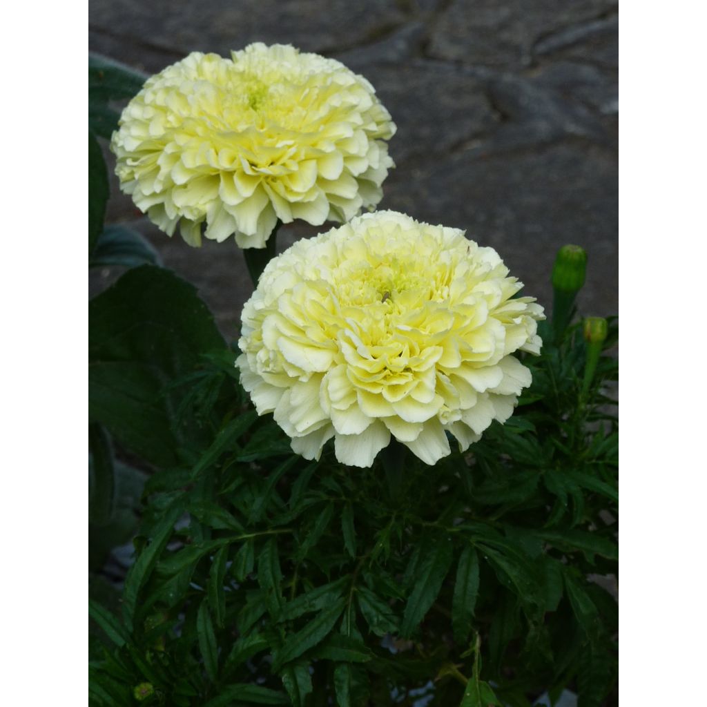 Graines de Rose d’Inde naine Vanilla - Tagetes erecta