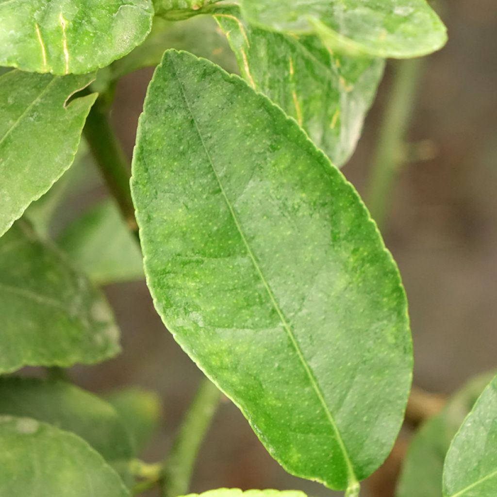Grand Citron vert - Citrus latifolia 