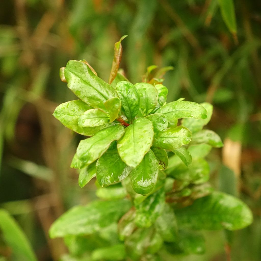 Grenadier à fleurs - Punica granatum Noshi Shibari