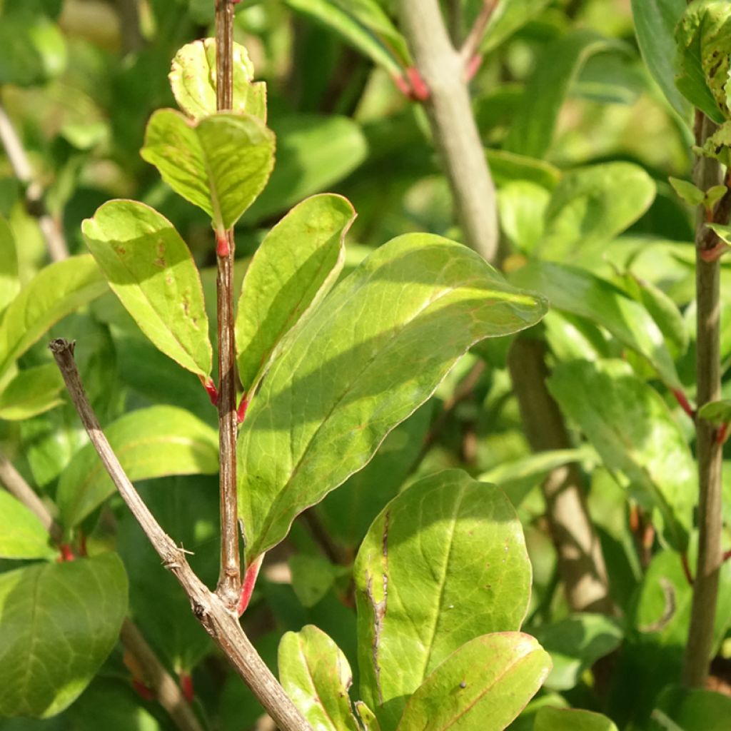 Grenadier à fruits - Punica granatum Acco