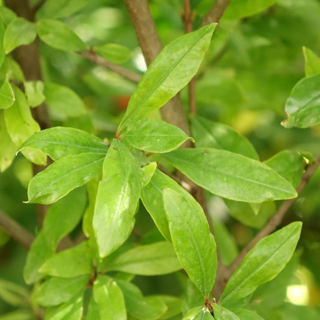 Grenadier à fruits - Punica granatum Wonderful