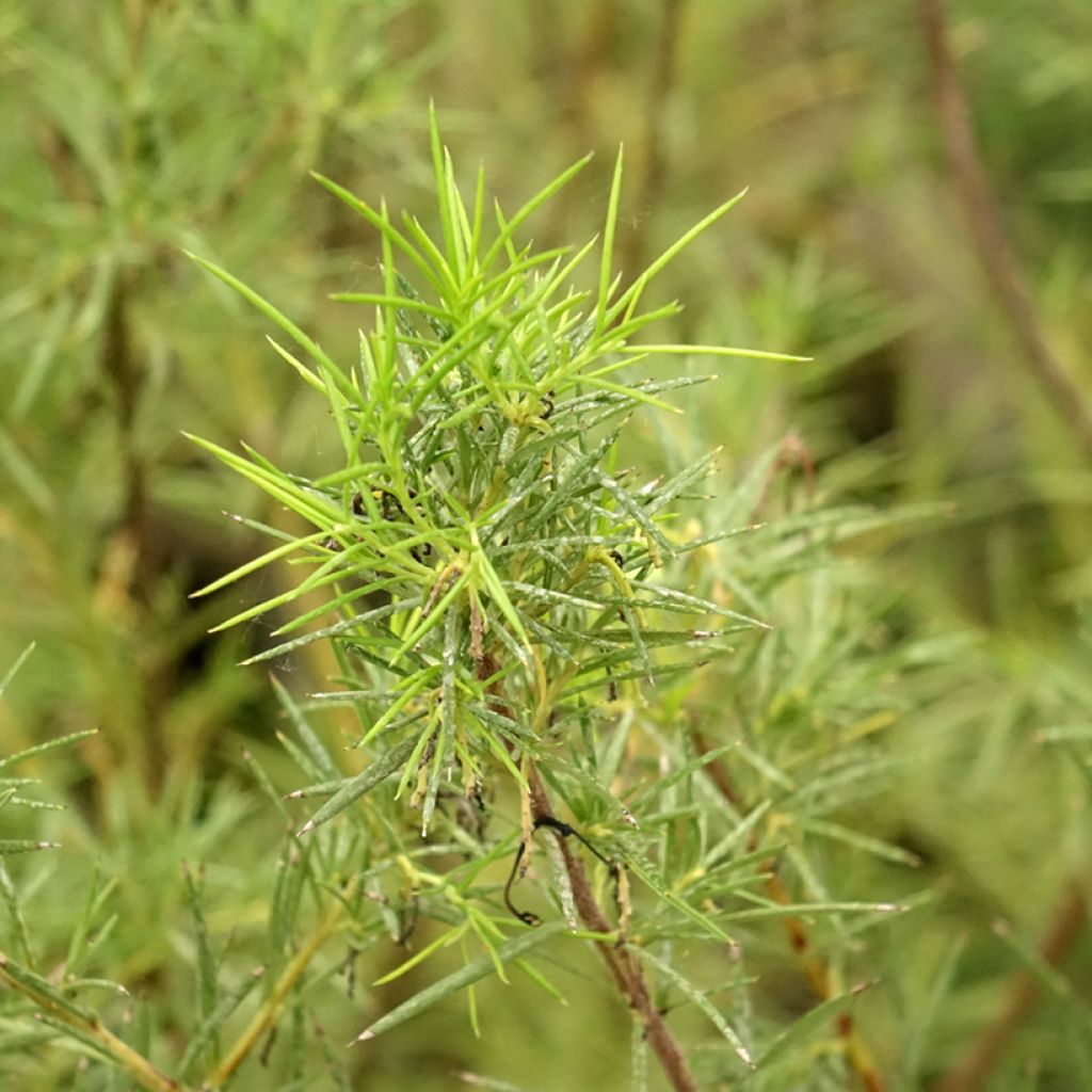 Grevillea gracilis Alba 