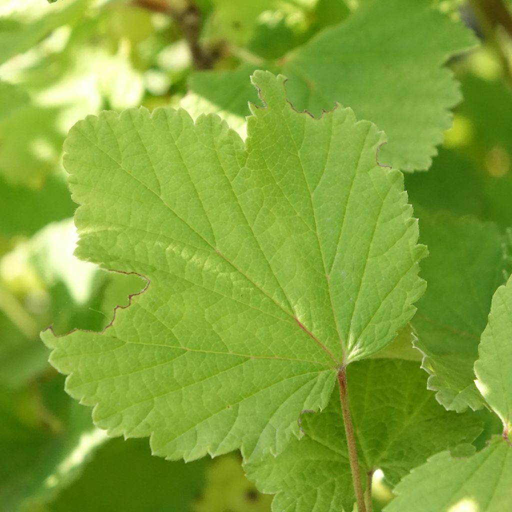 Groseillier à grappes blanches Blanka Bio