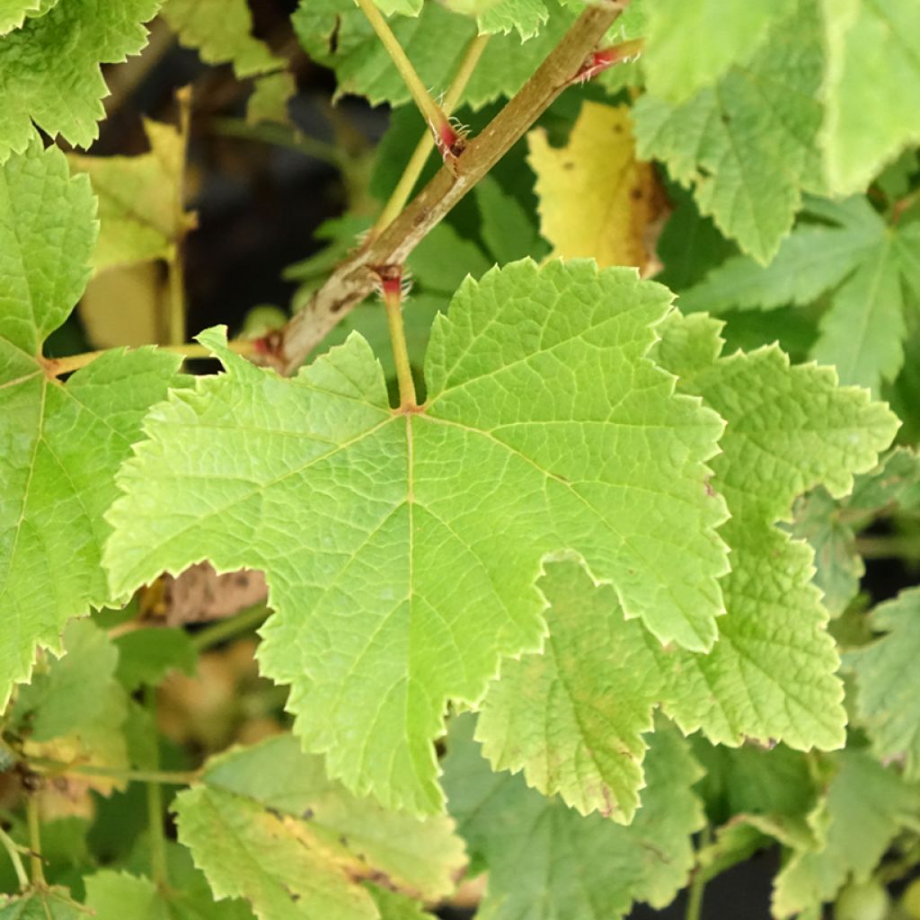 Groseillier à grappes blanches Blanka