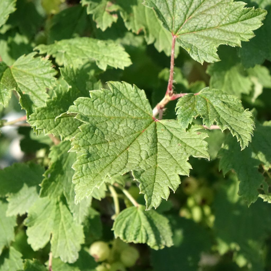 Groseillier à grappes blanches Weisse aus Jüterbog