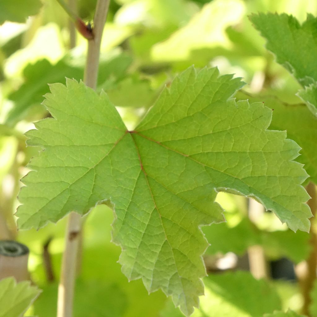 Groseillier à grappes blanches Werdavia - Ribes rubrum