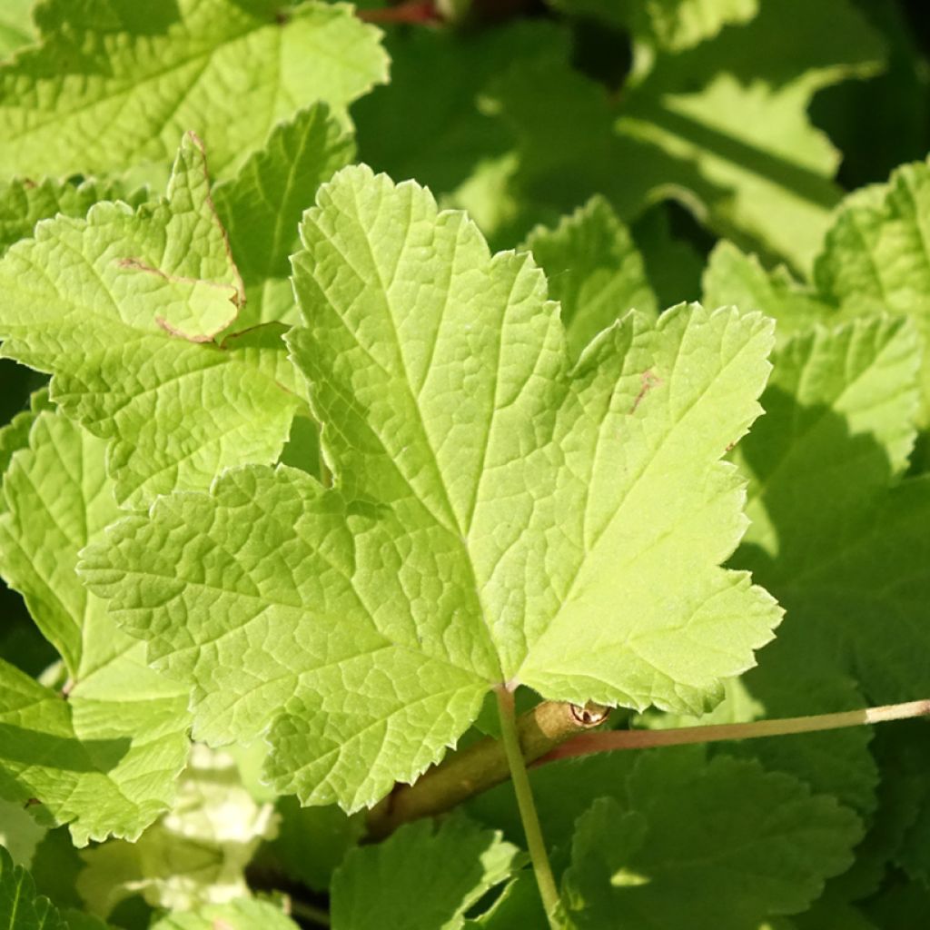 Groseillier à grappes Jonkheer van Tets