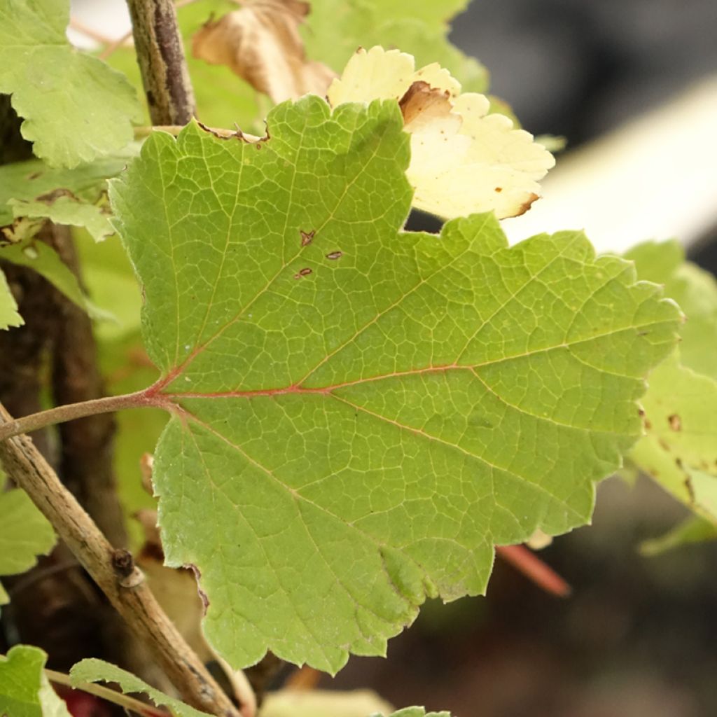 Groseillier à grappes Rolan