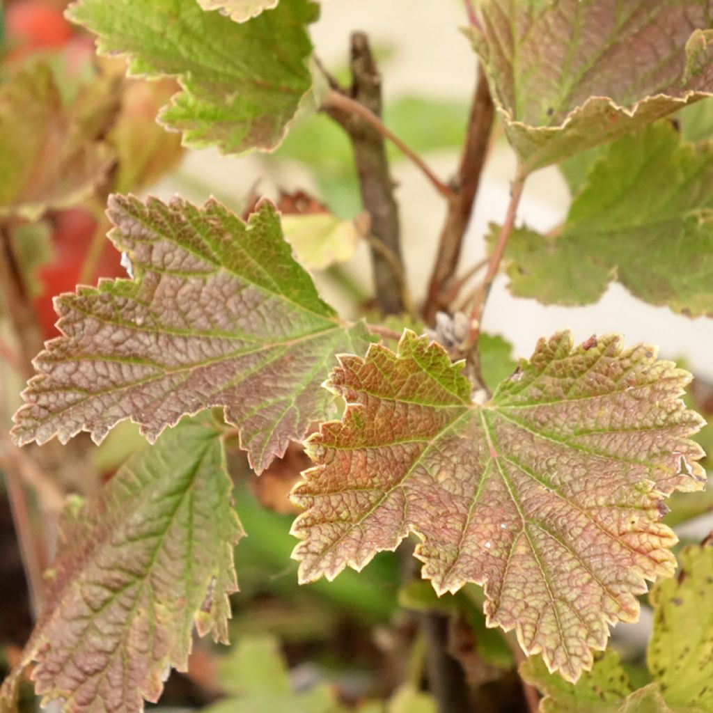 Groseillier à grappes rouges Delbard Giganta - Ribes rubrum