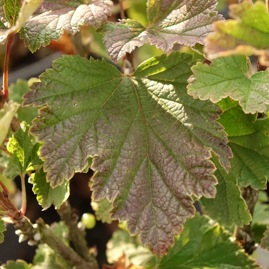 Groseillier à grappes rouges Premiere Groseille Raisin Deltir