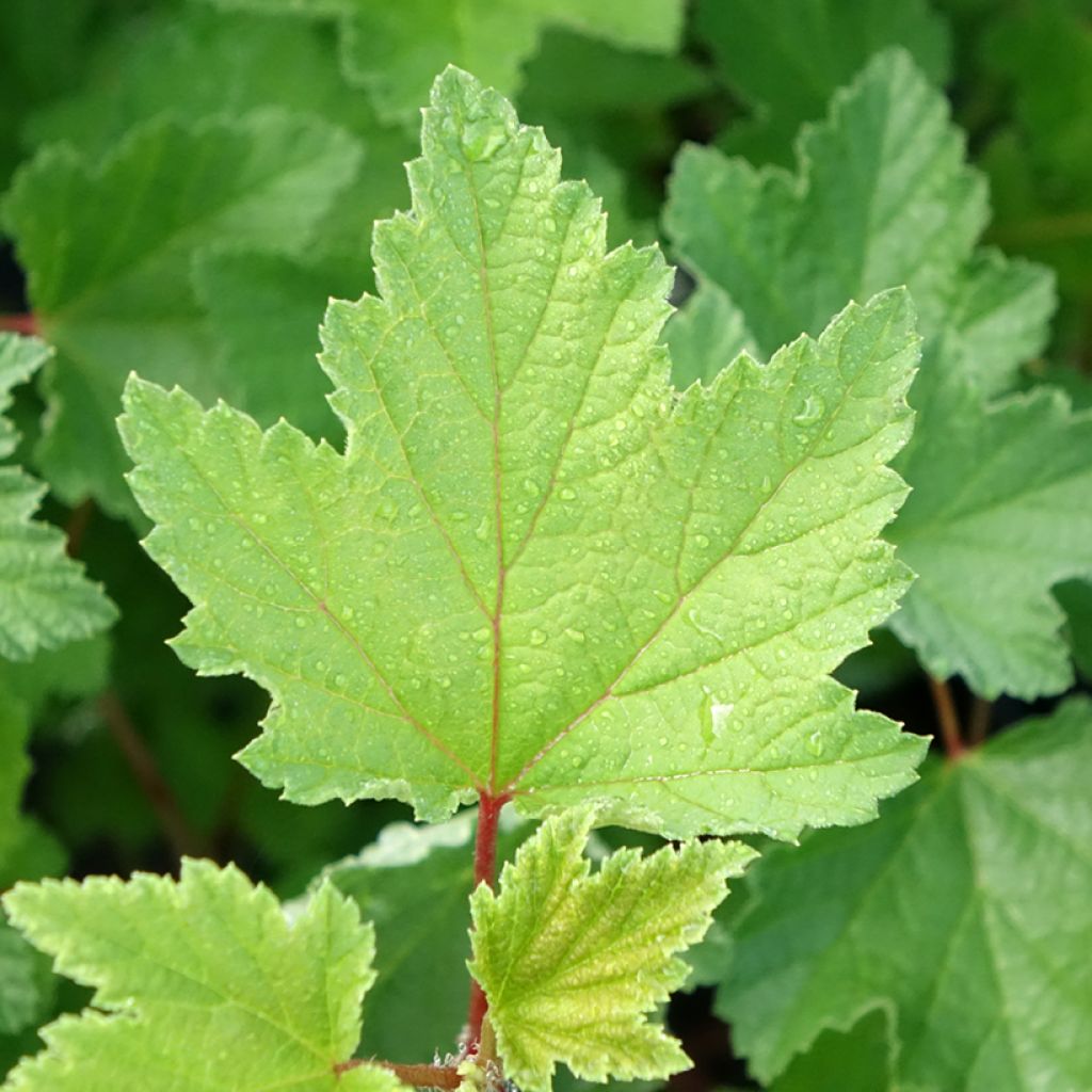 Groseillier à grappes rouges Rosetta