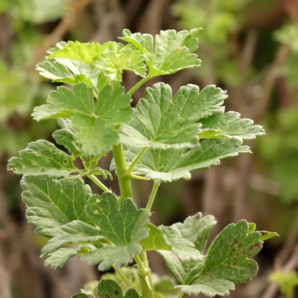 Groseillier à maquereaux Crispa Goldling - Ribes uva-crispa