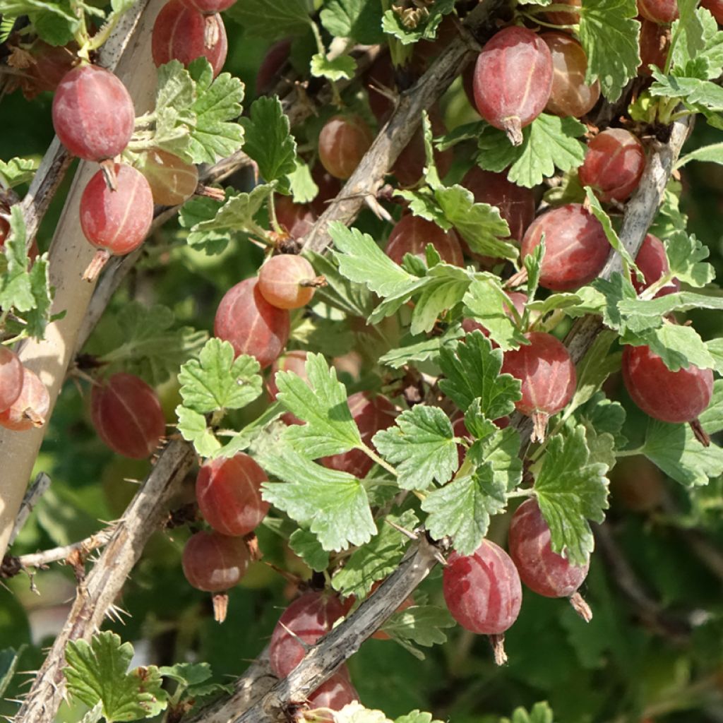 Groseillier à maquereaux Crispa Darling - Ribes uva-crispa
