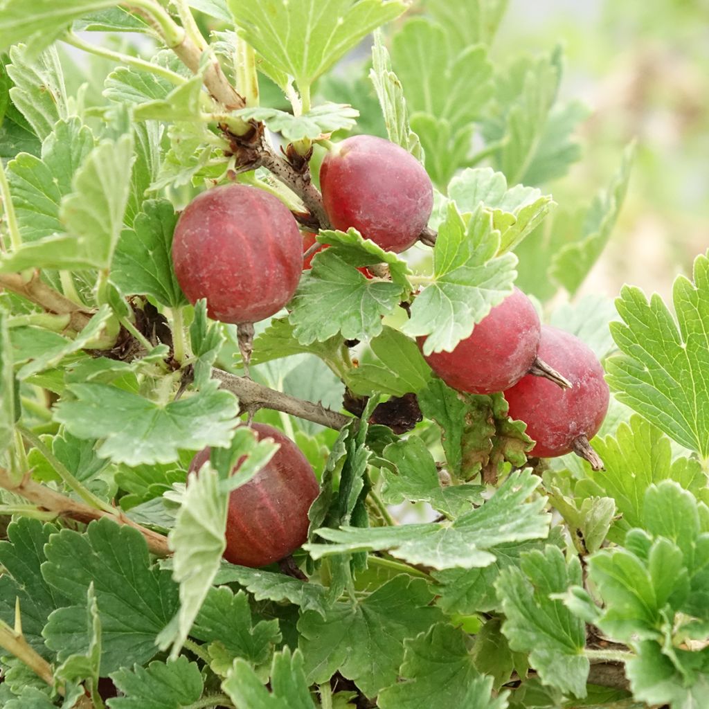 Groseillier à maquereaux Crispa Darling - Ribes uva-crispa
