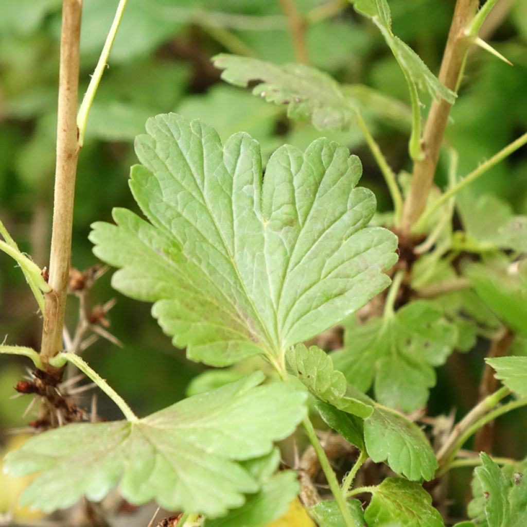 Groseillier à maquereaux Hinnonmaki Yellow - Ribes uva-crispa 