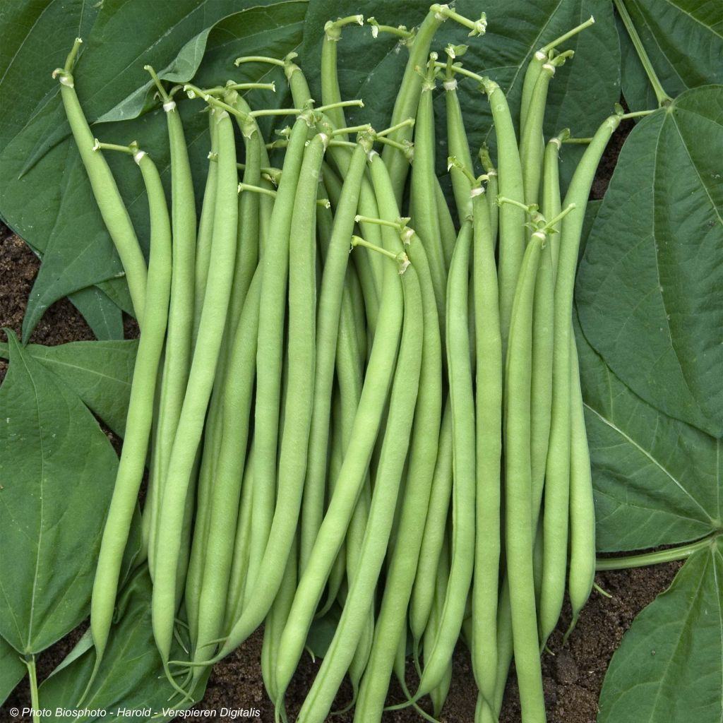 Haricot nain mangetout Castandel Bio - Ferme de Sainte Marthe 