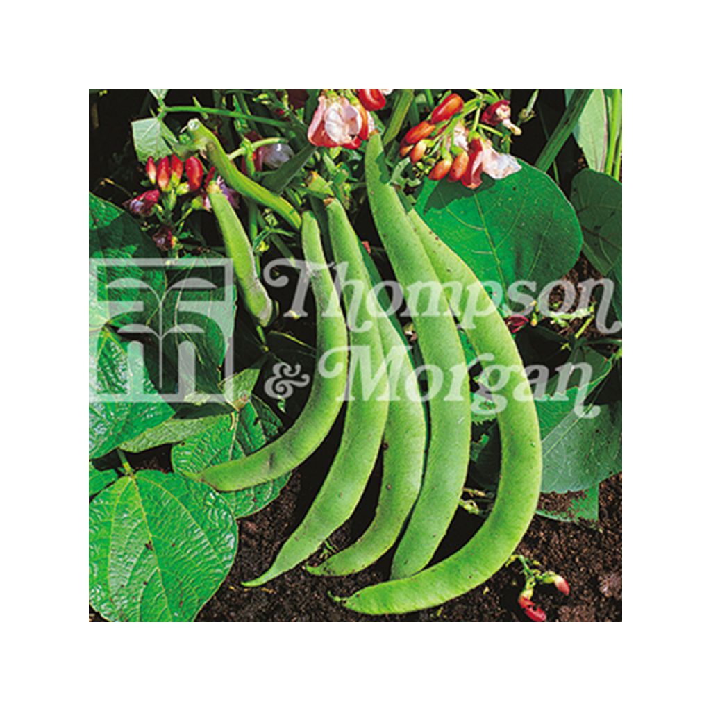 Haricot d'Espagne nain Hestia - Haricot-fleur