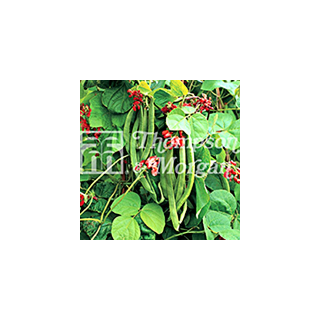 Haricot d'Espagne Wisley Magic - Haricot-fleur