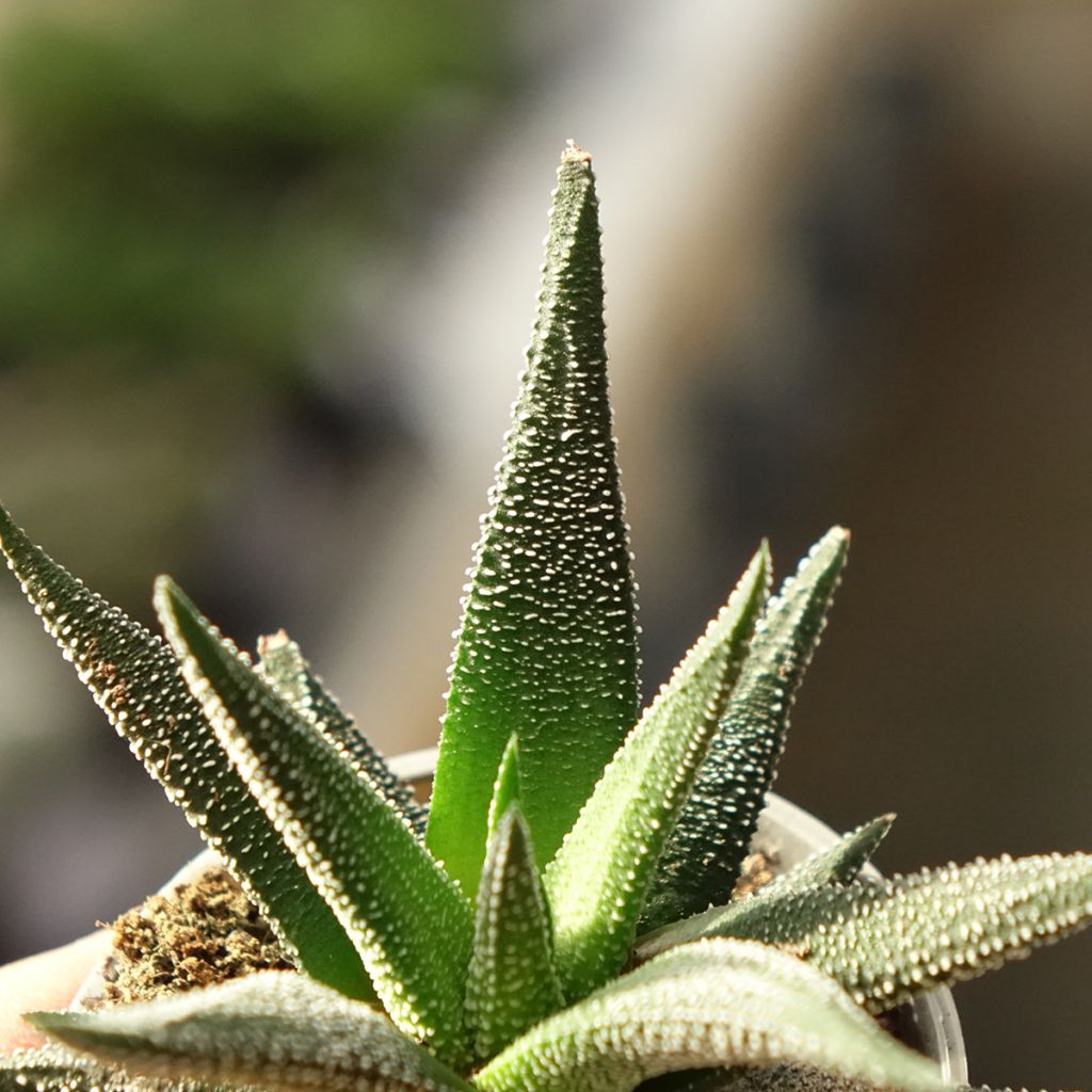 Haworthia fasciata Concolor - Plante zèbre
