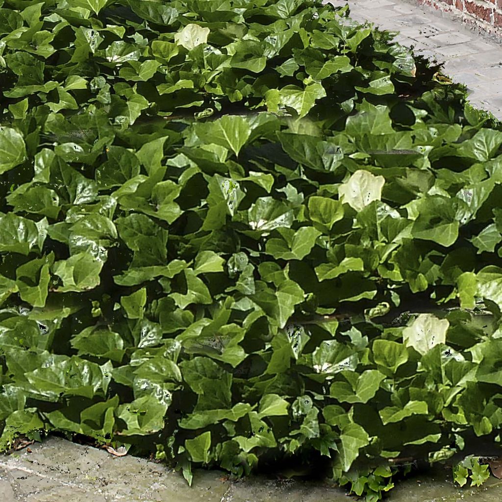 Lierre couvre-sol Hedera Algerian Bellecour®