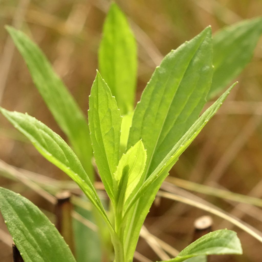 Helenium Kugelsonne - Hélénie