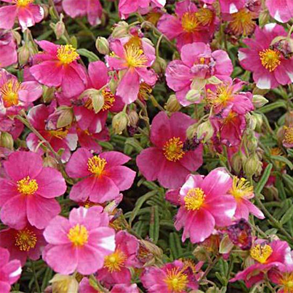 Hélianthème Raspberry Ripple