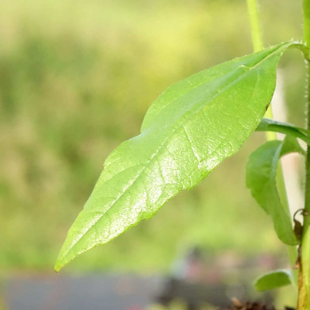 Hélianthi - Hélianthus strumosus