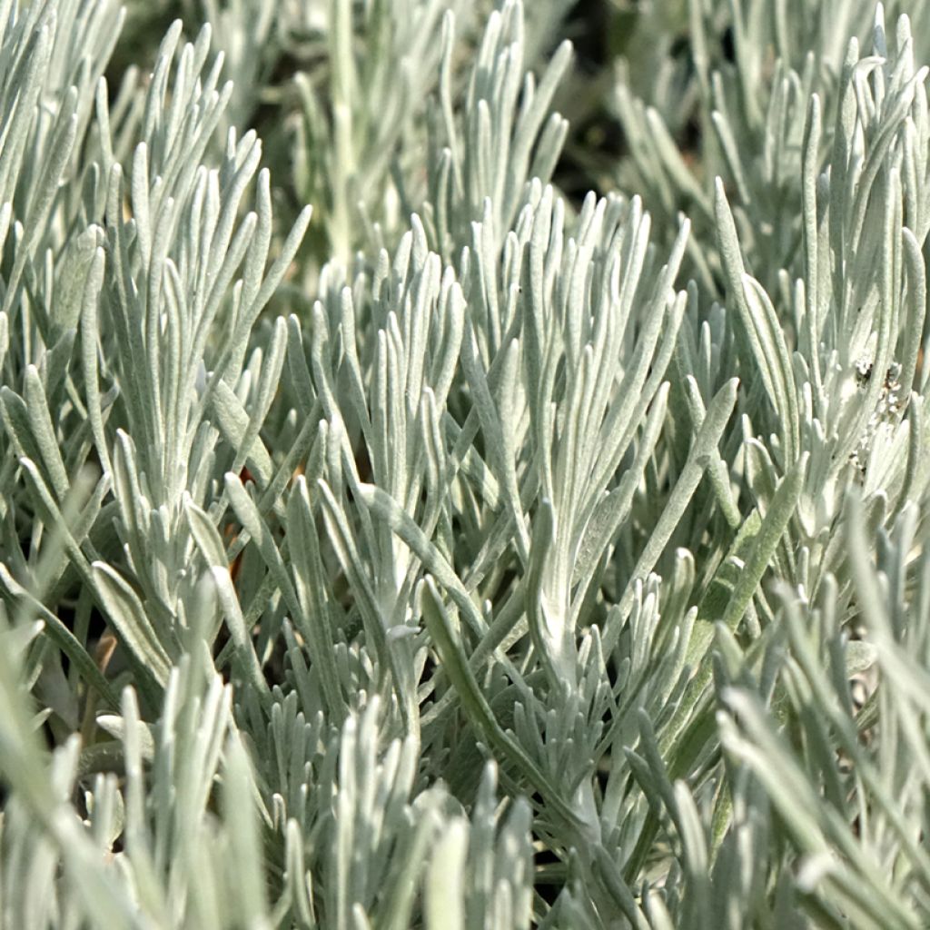 Helichrysum italicum Weisses Wunder - Immortelle d'Italie, plante curry