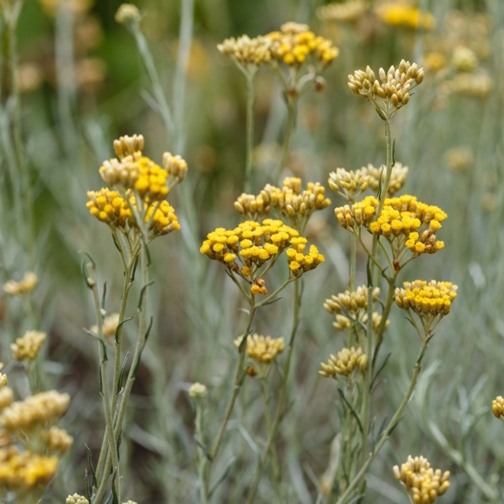 Helichrysum italicum - Plante-curry
