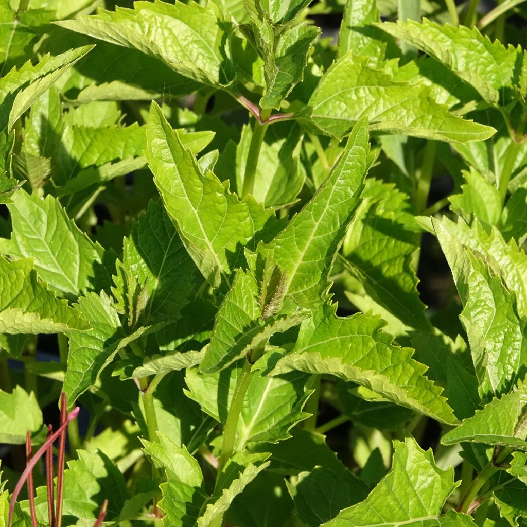 Heliopsis helianthoïdes var. scabra