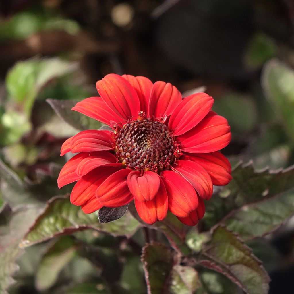 Heliopsis Luna Roja - Héliopsis faux hélianthe