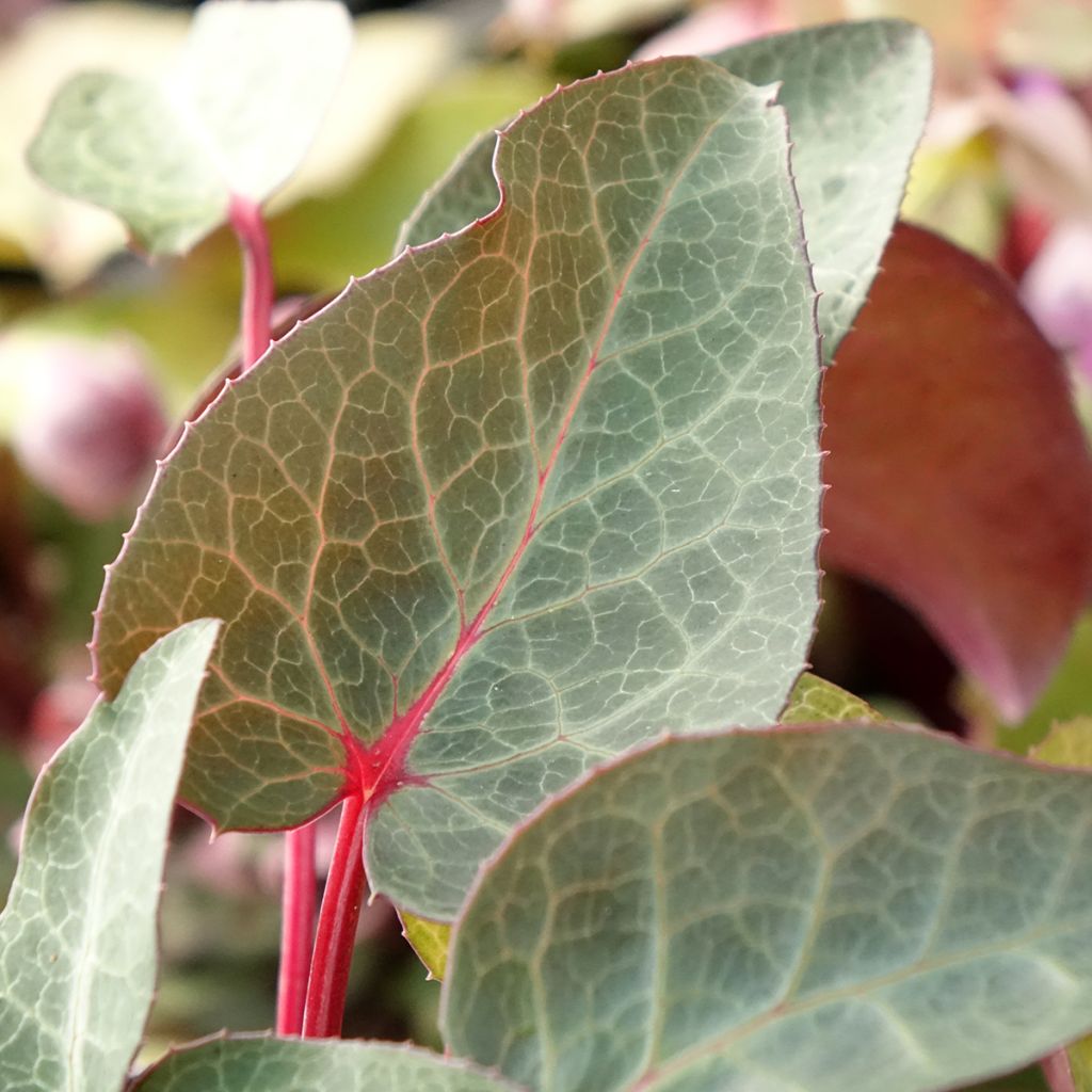 Hellebore lividus