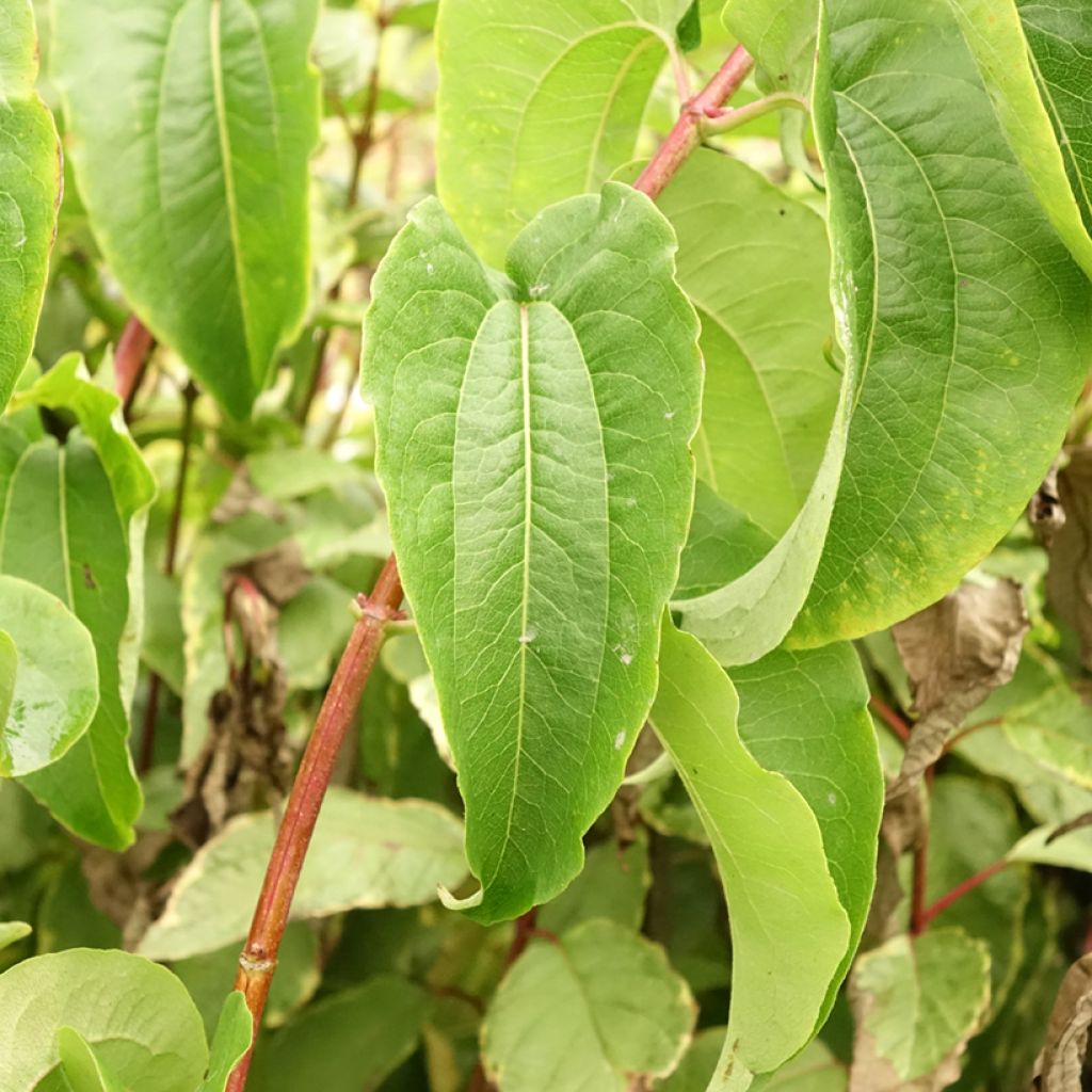 Heptacodium miconioides Tianshan - Arbre aux 7 fleurs