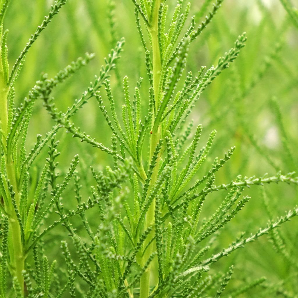 Herbe à olive - Santolina viridis