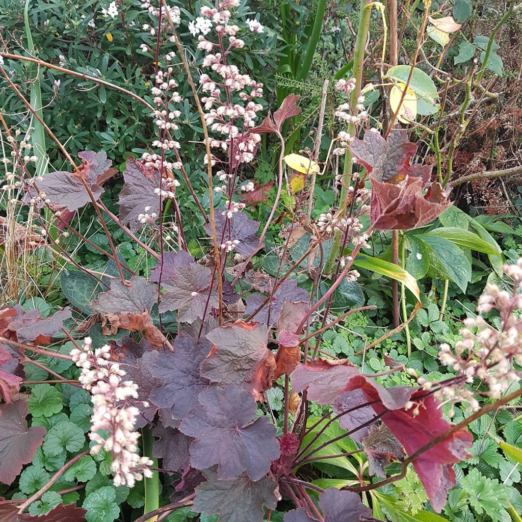 Heuchère - Heuchera Dark Magic