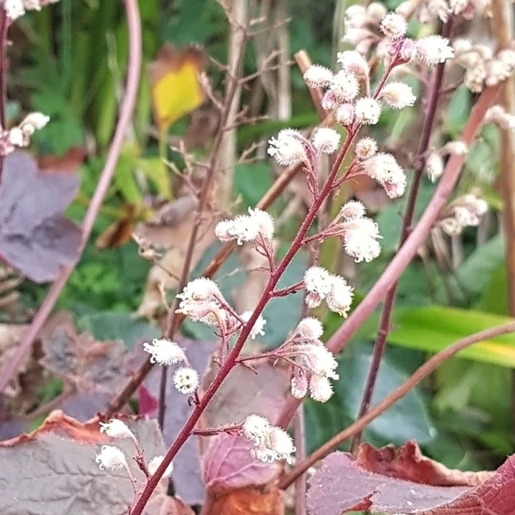 Heuchère - Heuchera Dark Magic