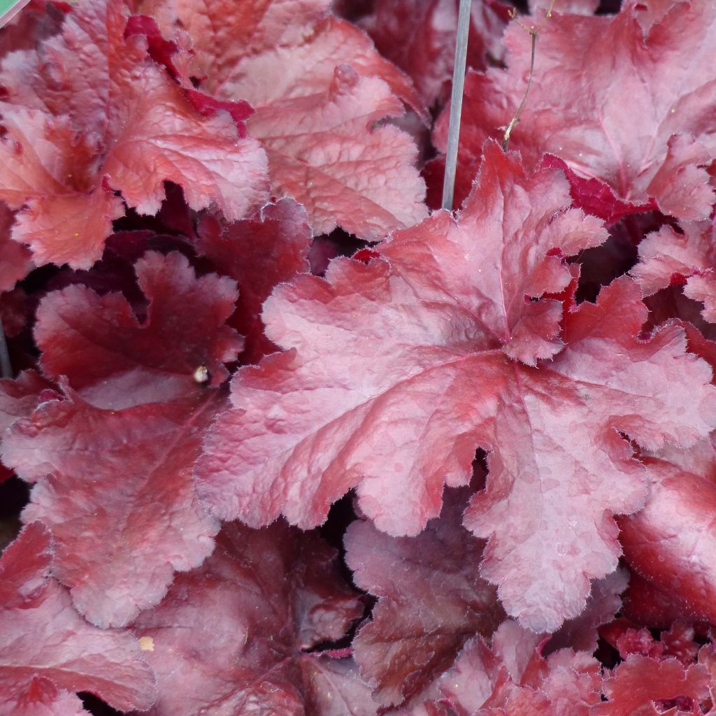 Heuchère - Heuchera Forever Red