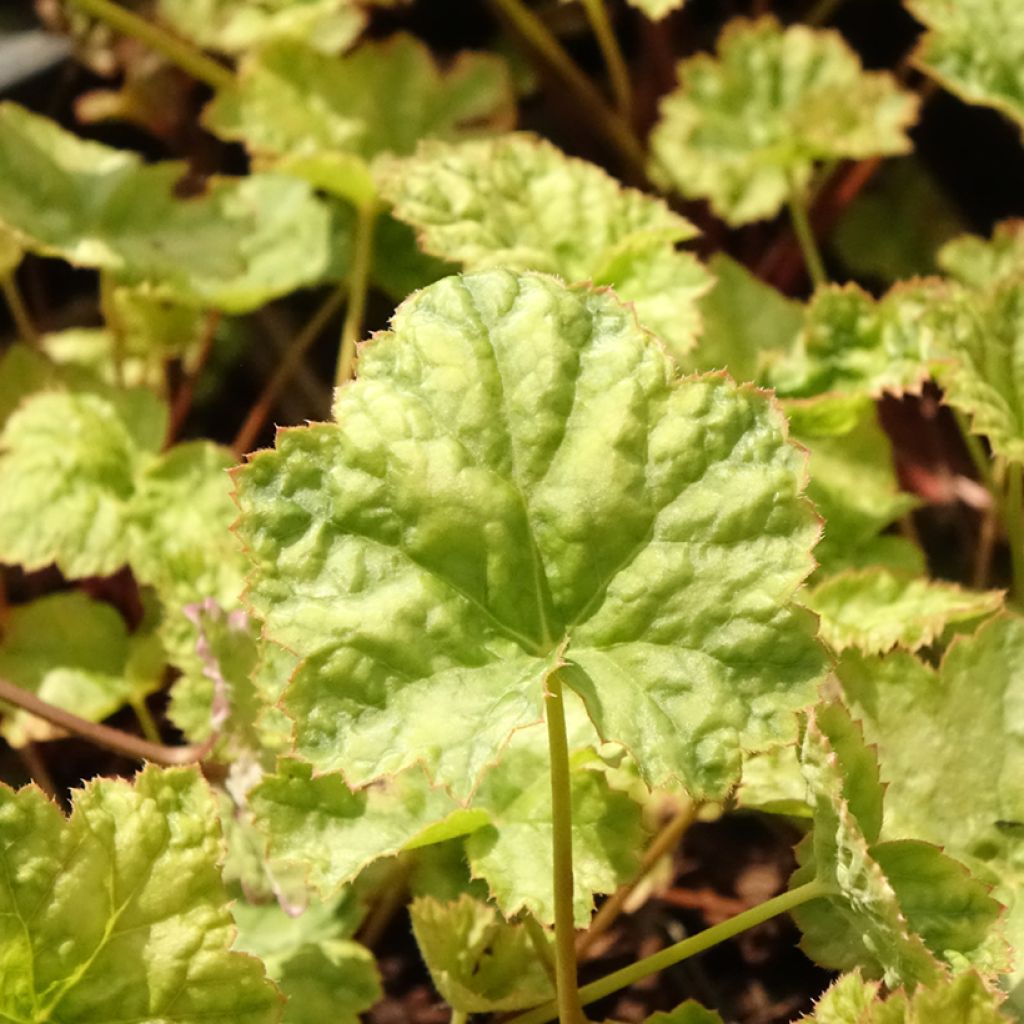 Heuchère - Heuchera Mint Frost