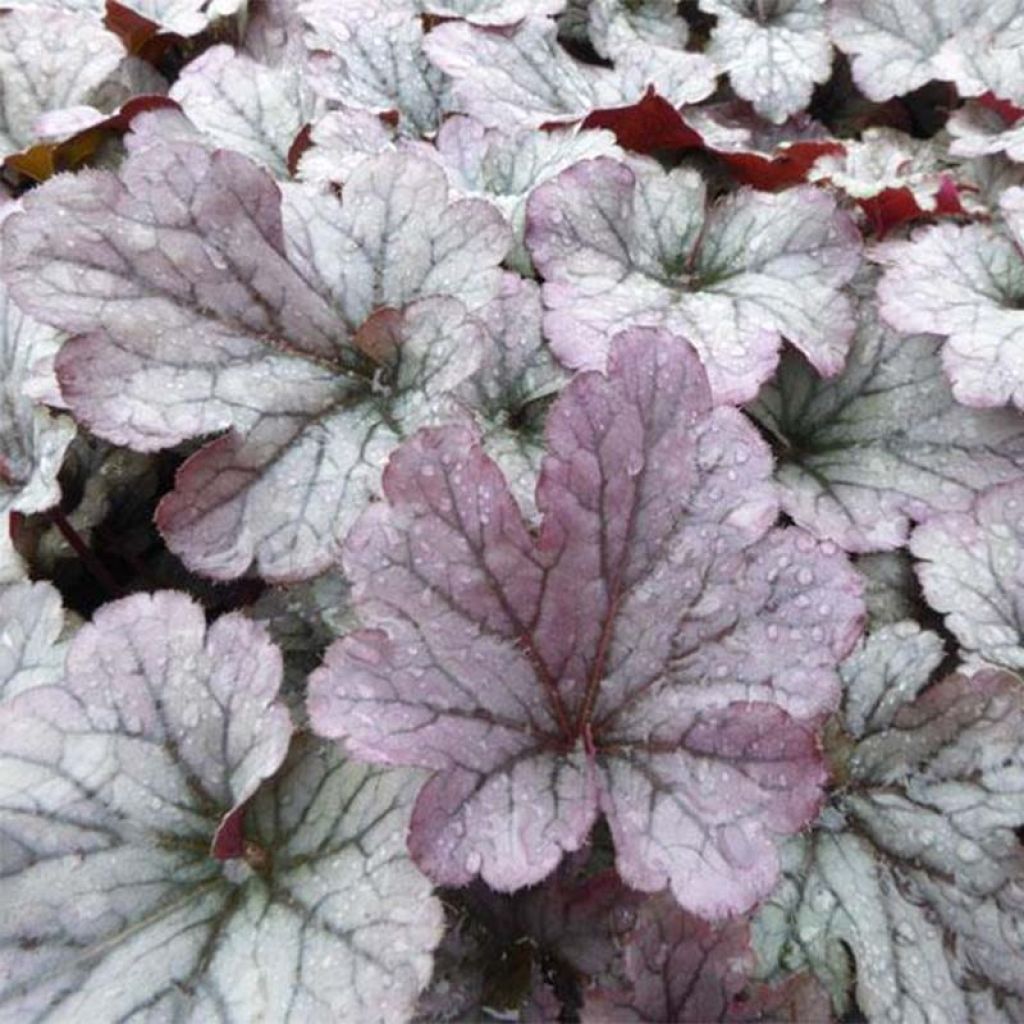 Heuchère - Heuchera Sloeberry