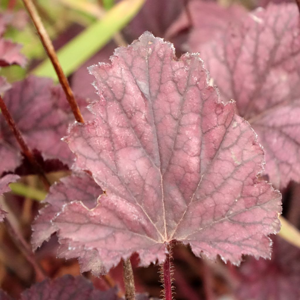 Heuchère - Heuchera Frosted Violet