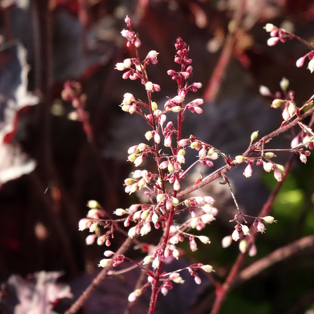 Heuchère - Heuchera Frosted Violet